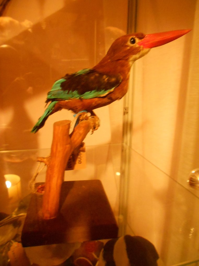 翠鳥 標本全身支架 - Martin-chasseur de Smyrne - Halcyon smyrnensis - 0 cm - 0 cm - 0 cm - 非《瀕臨絕種野生動植物國際貿易公約》物種 - 1 #1.0