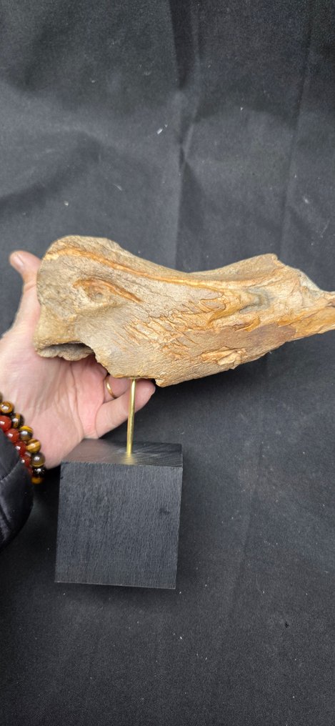 A fabulous prehistory experimental bone engraving-on fossil bison bone- - Diorama museum display base #3.2