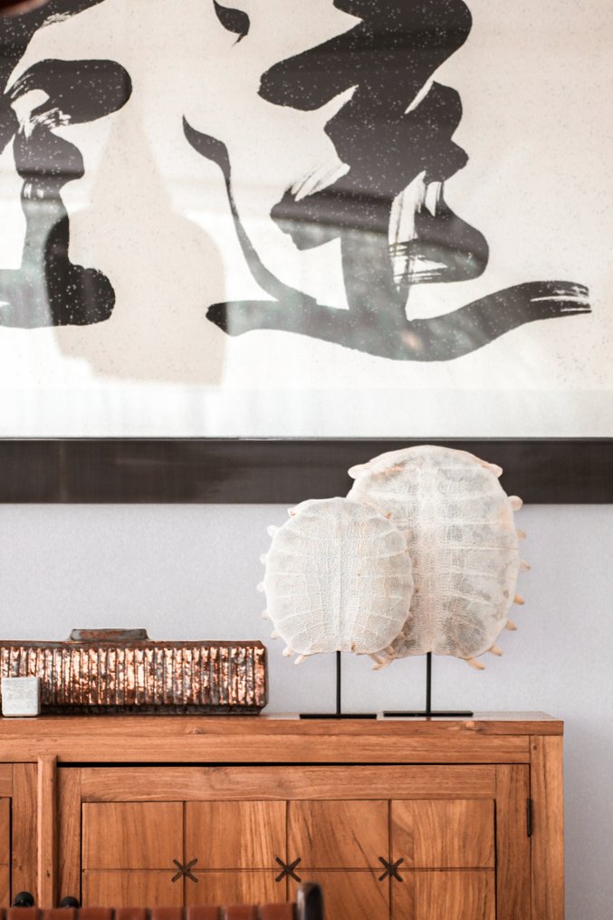 无底价 - 令人惊叹的中国软壳龟背甲，放置在定制底座上 骨 - Pelodiscus sinensis - 36 cm - 25 cm - 7 cm- 非《濒危物种公约》物种 -  (1) #3.2