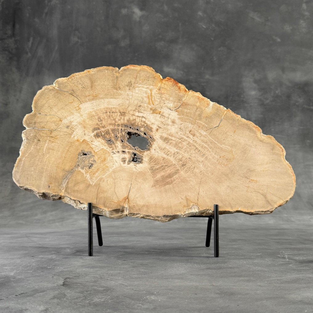 C - 令人惊叹的化石木片，放在定制底座上 - 化石木材  (沒有保留價) #2.1