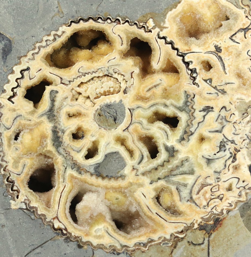 大型锯开化石展示矿物 - 動物化石 - 24 cm  (沒有保留價) #4.3