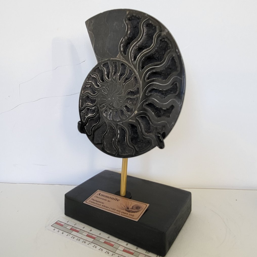 Φανταστικό σπάνιο Μαύρο Αμμόνιτη σε χειροποίητη παρουσίαση. - Απολιθωμένο κέλυφος - Aioloceras (Cleoniceras) sp. - 21 cm - 12 cm  (χωρίς τιμή ασφαλείας) #2.1