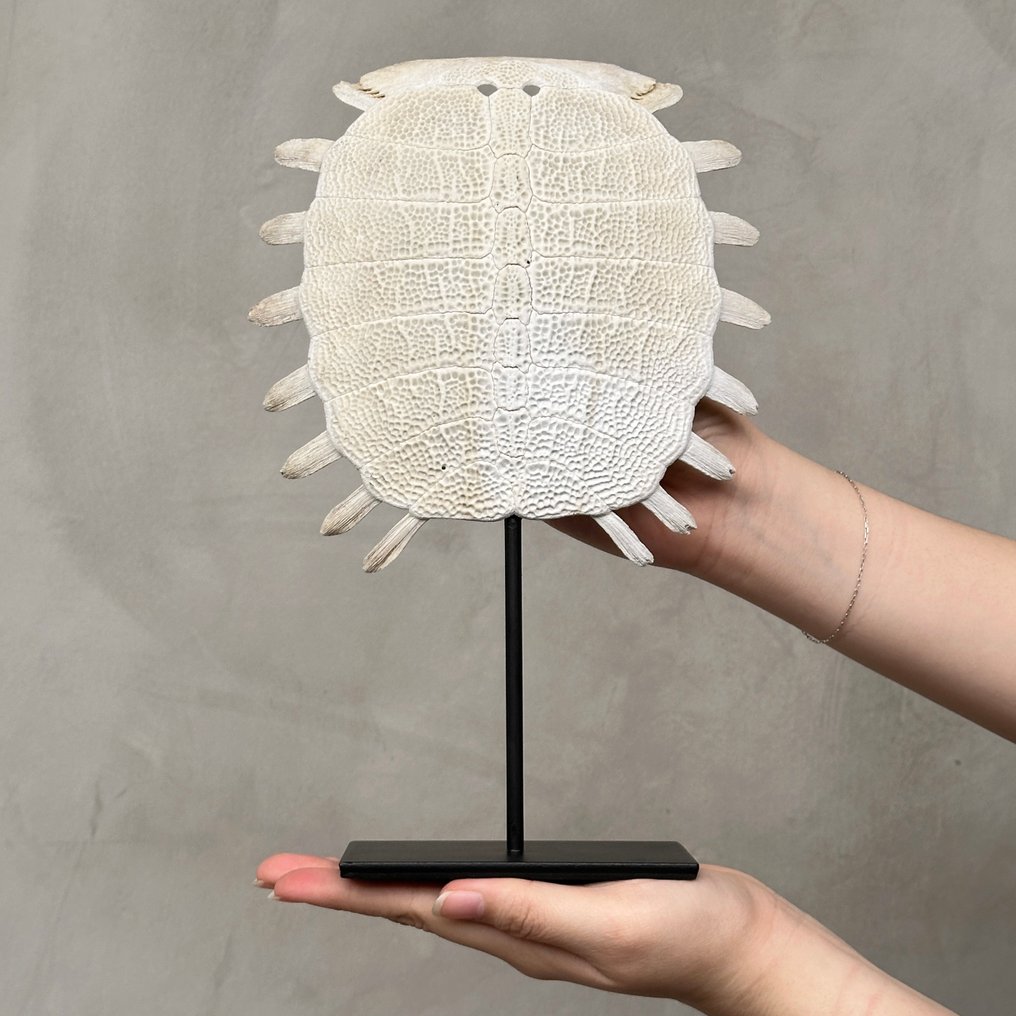 无底价 - 令人惊叹的中国软壳龟背壳,放在定制支架上 骨頭 - Pelodiscus Sinensis - 29 cm - 19 cm - 7 cm- 非《瀕臨絕種野生動植物國際貿易公約》物種 - (1) #1.0