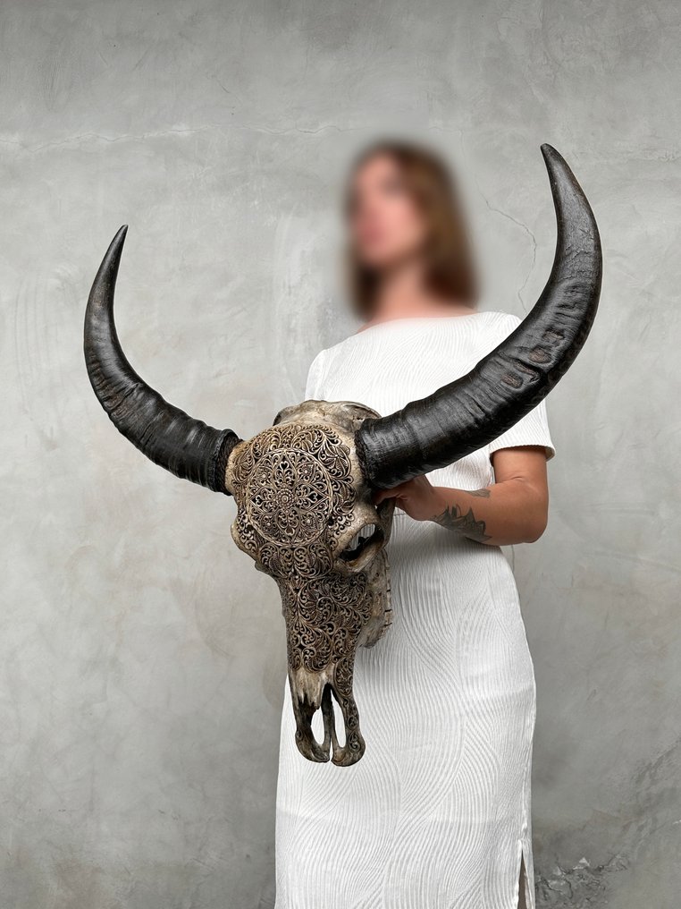 C-令人惊叹的大型棕色手工雕刻水牛头骨 - 花卉曼陀罗图案 雕刻的颅骨 - Bubalus Bubalis - 75 cm - 70 cm - 18 cm- 非《濒危物种公约》物种 - (1) #4.3