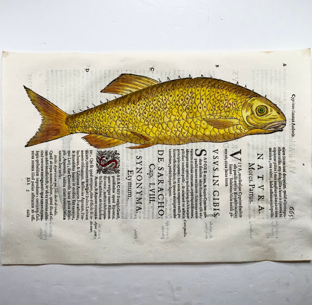 Coriolano (b.1540), Aldrovandi; Fish: Golden Carp, folio with hand coloured woodcut - 1638 #1.0