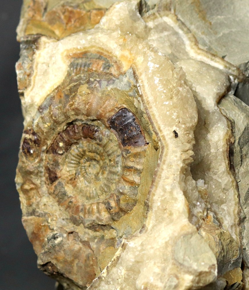 巨型装饰性菊石，内含在裂隙虫球凝灰岩中的晶体 - 動物化石 - Ammonite - 26 cm - 23 cm  (沒有保留價) #3.2