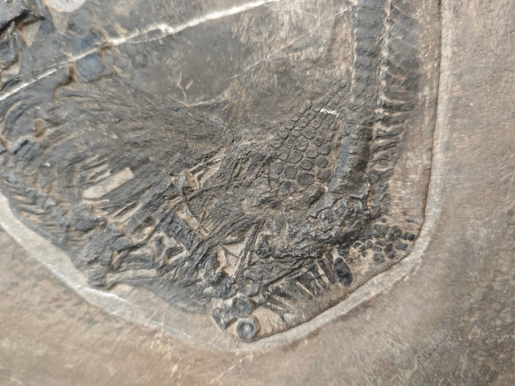 动物化石 - Small Mixosaurus fossil - 30 cm - 25 cm #2.1