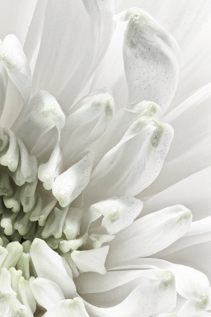 Inna Etuvgi - Aster Pulse #1.0