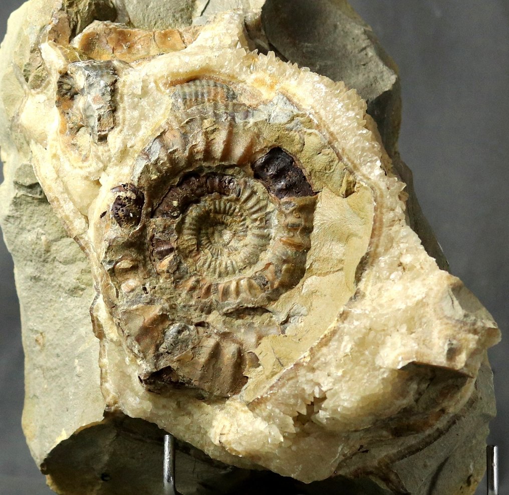 巨型装饰性菊石，内含在裂隙虫球凝灰岩中的晶体 - 動物化石 - Ammonite - 26 cm - 23 cm  (沒有保留價) #2.1