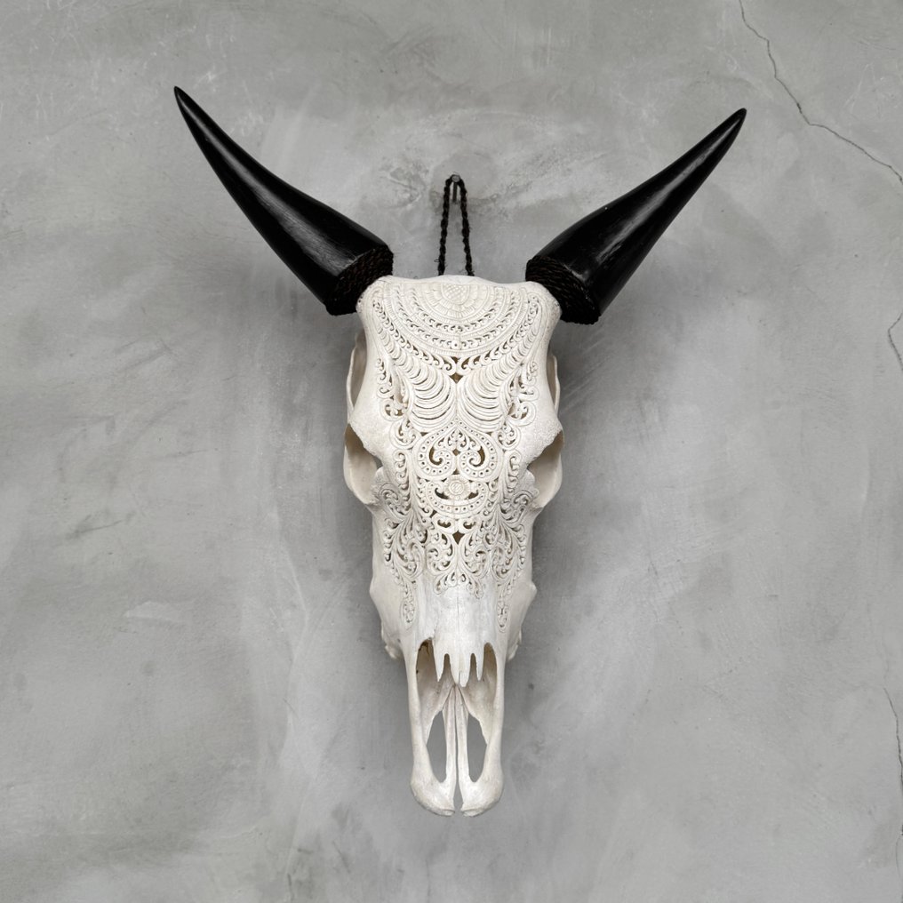无底价 - 正品白色手工雕刻牛头骨 - 巴东图案 雕刻頭骨 - Bos Taurus - 58 cm - 49 cm - 17 cm- 非《瀕臨絕種野生動植物國際貿易公約》物種 -  (1) #2.1