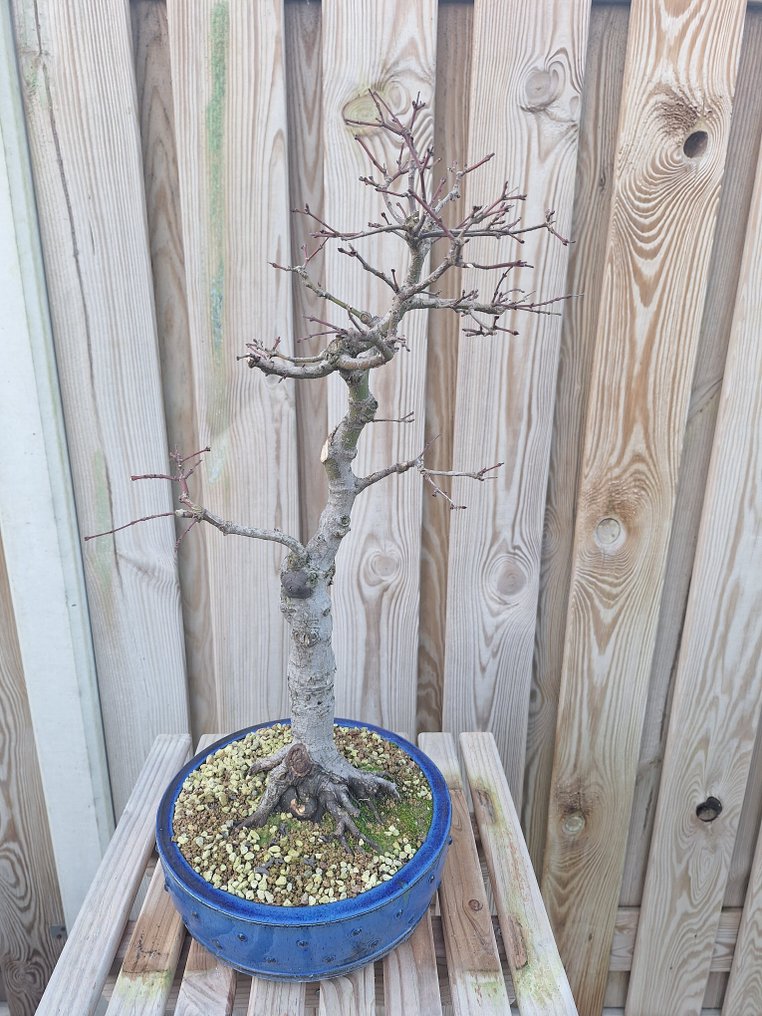 Japanese maple bonsai (Acer palmatum) - Height (Tree): 50 cm - Depth (Tree): 20 cm - Japan #1.0
