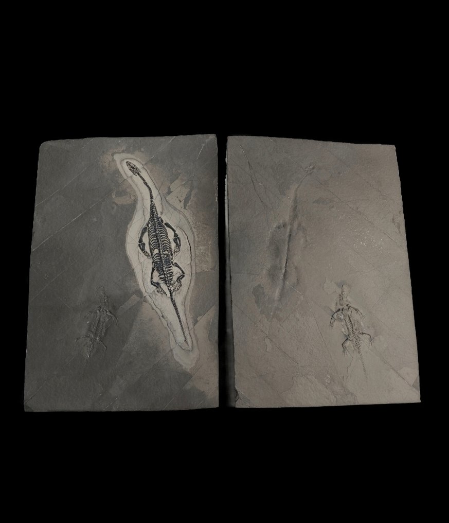 Fossile dyr - Keichousaurus hui - 42 cm - 20 cm #1.0