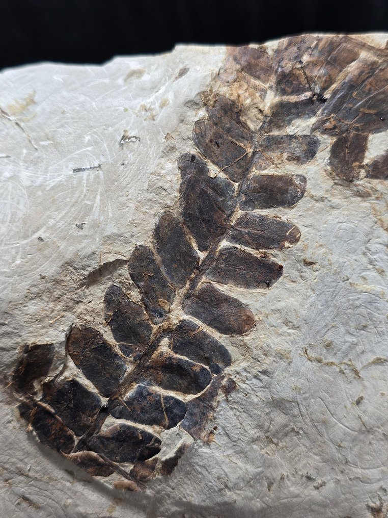 Φυτικό απολίθωμα - Απολιθωμένη μήτρα - Neuropteris ovata & Linopteris gangamopteroides  (χωρίς τιμή ασφαλείας) #3.2