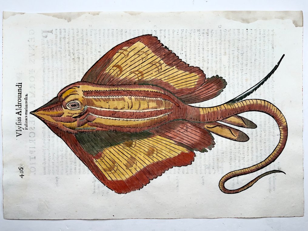 Coriolano (b.1540), Aldrovandi; Fish: Stingray, folio with hand coloured woodcut - 1638 #1.0
