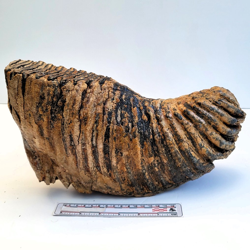 5,3 kg απολιθωμένο τέρας Wolharige Mammoetkies - Απολιθωμένο γομφίο - Mammuthus primigenius - 32 cm - 16 cm #4.3