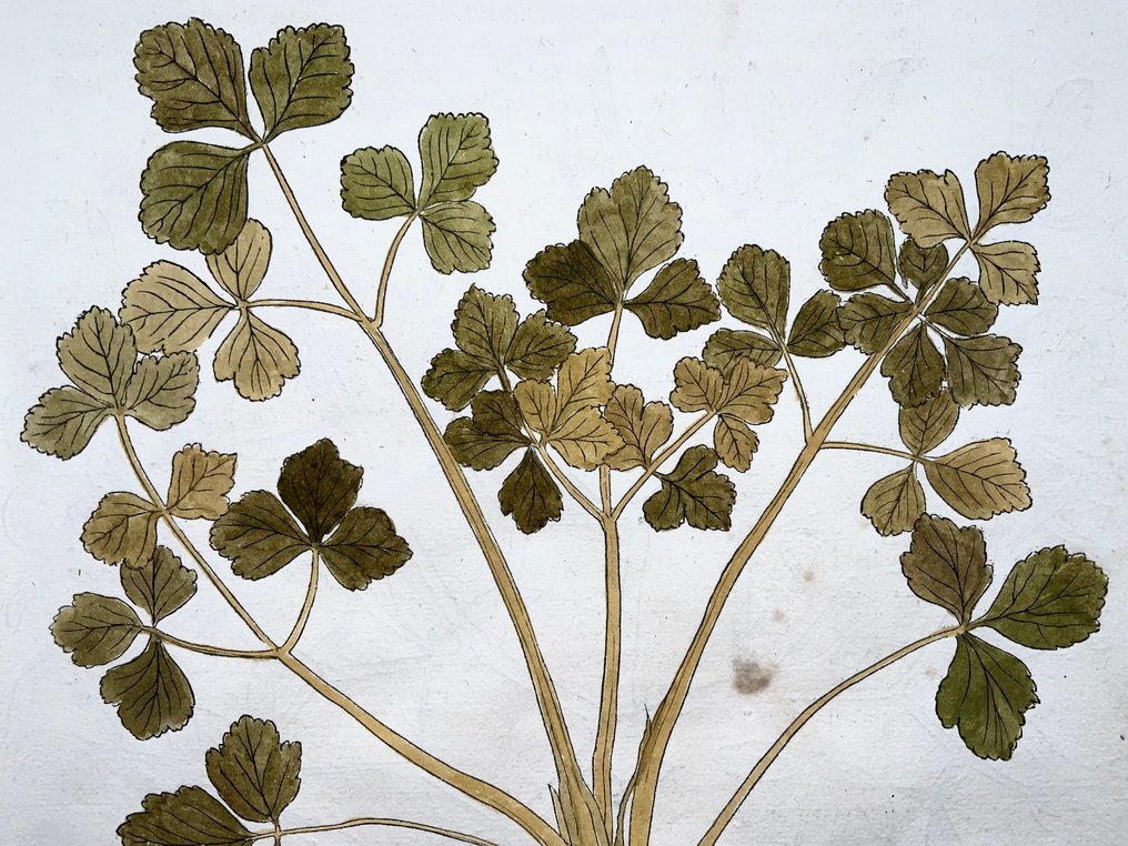 Leonhard Fuchs - Large folio with 2 large woodcuts, Lovage, Mistletoe - 1543 #2.1