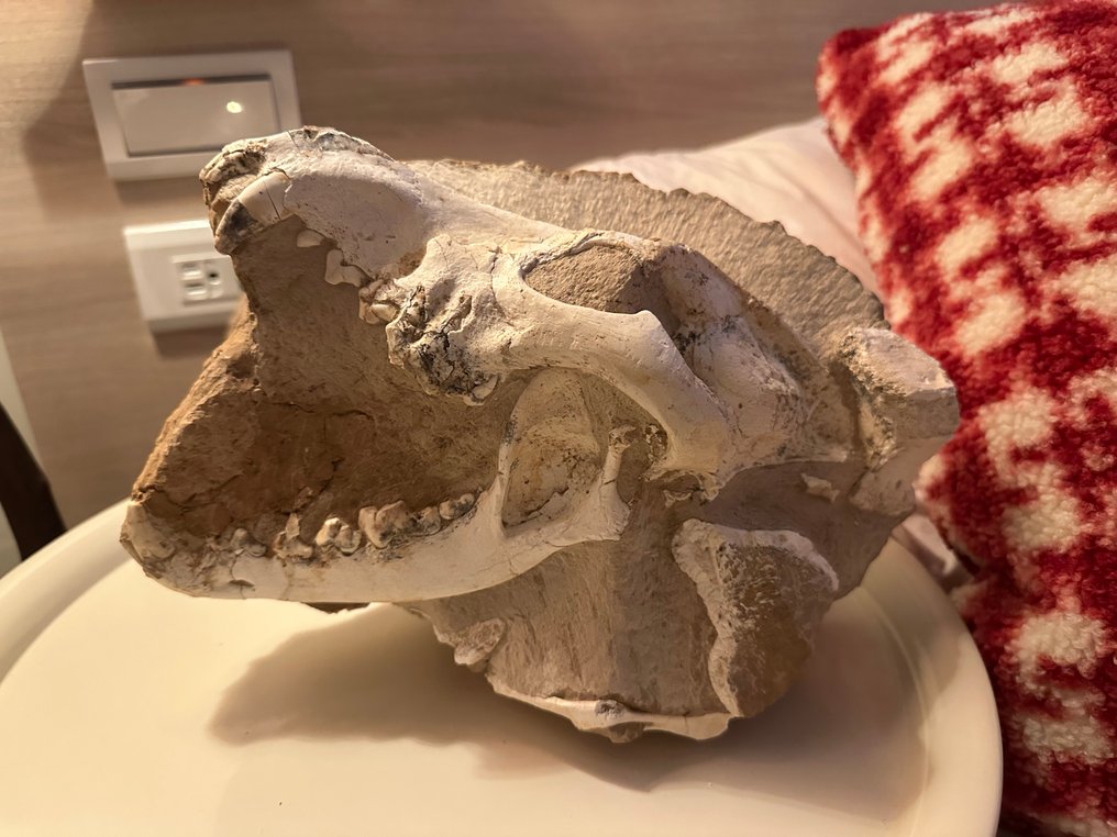 早期狼骨骼 - 头骨化石 - Canis teilhardi - 27 cm - 18 cm #1.0