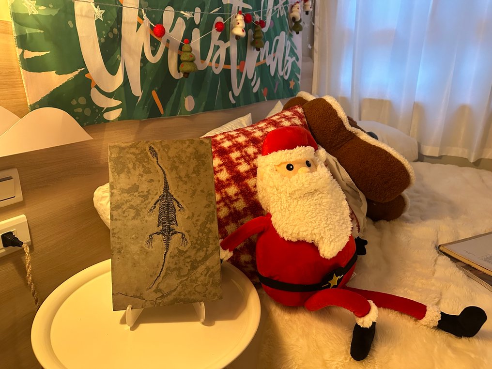 化石 - Fossil matrix - Keichousaurus sp. - 29.5 cm - 18.5 cm #1.0