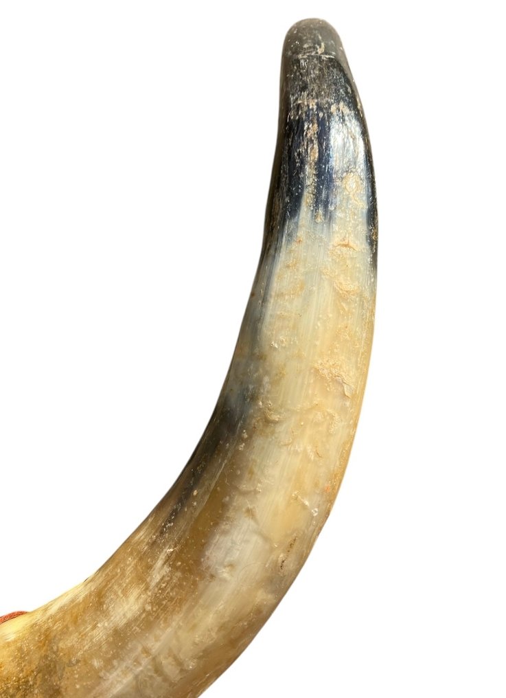 Toro de lidia español Cornamenta - Bos Taurus - 30 cm - 60 cm - 7 cm -  (1) #4.3