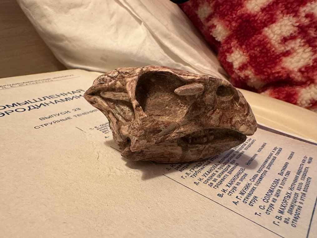 Δεινόσαυρος - Απολιθωμένο κρανίο - Psittacosaurus sp. - 7.5 cm - 6 cm #4.3