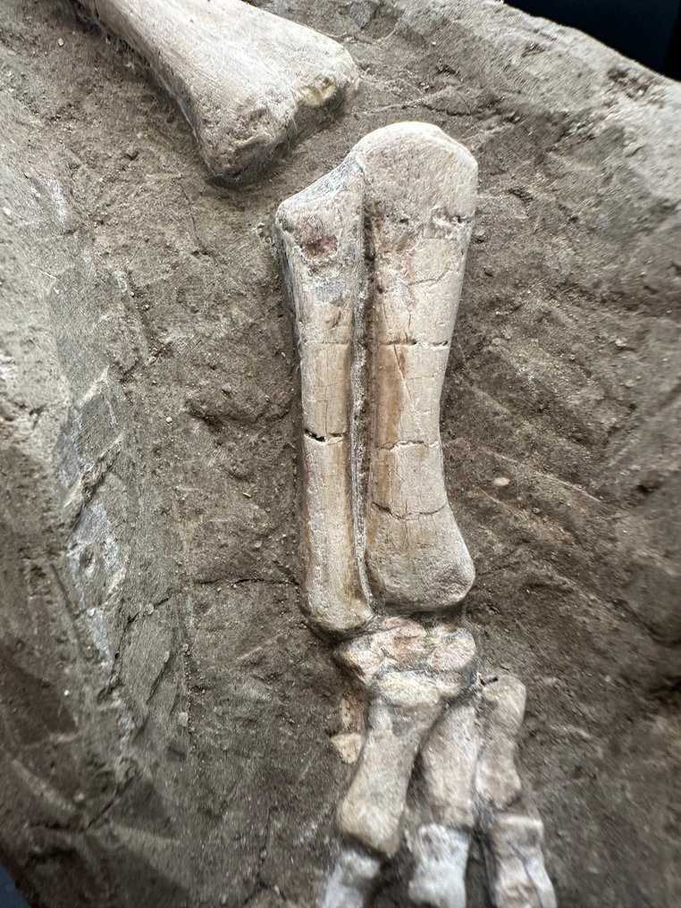 Matrice fossile - Psittacosaurus foot - 17 cm - 10 cm #3.2