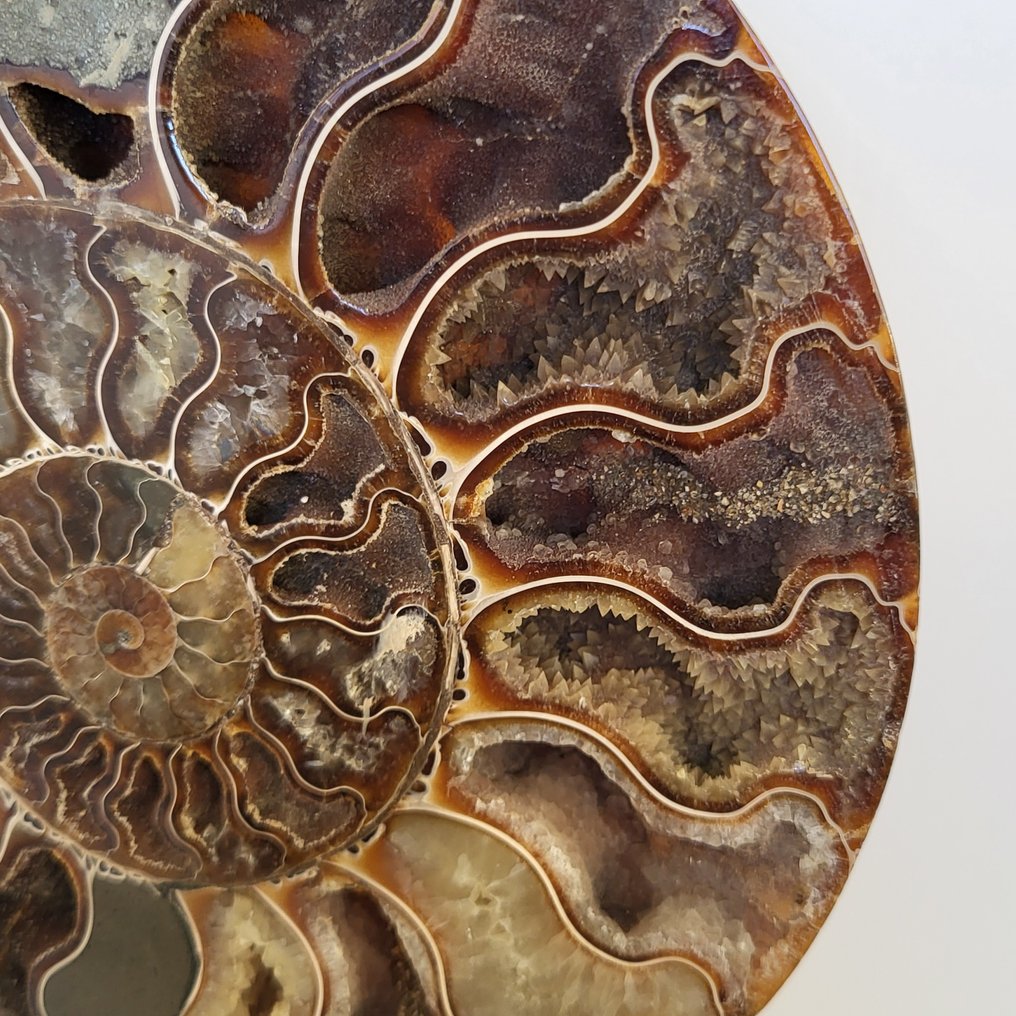 Φανταστικό κομμένο και γυαλισμένο Ammonite σε χειροποίητη έκθεση. - Απολιθωμένο κέλυφος - Aioloceras (Cleoniceras) sp. - 26 cm - 15 cm  (χωρίς τιμή ασφαλείας) #3.2