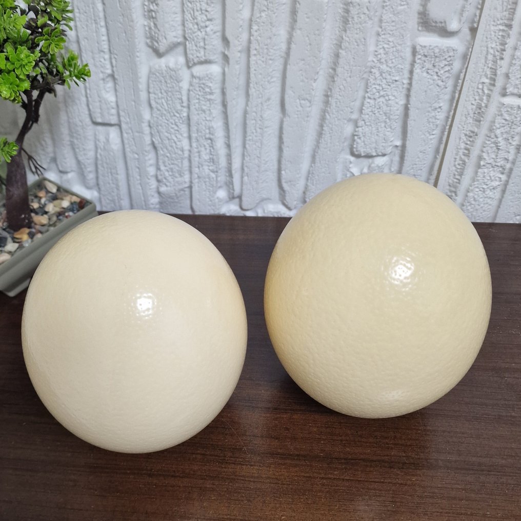 Στρουθοκάμηλος Αυγό - Pair of Natural Polished Ostrich Egg Shells - 155 mm - 125 mm - 125 mm - (2) #3.2