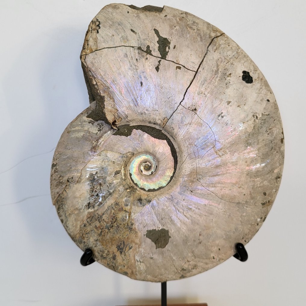稀有的大型彩虹色的菊石化石，配有定制木质底座 - 貝殼化石 - Aioloceras (Cleoniceras) sp. - 26 cm - 15 cm  (沒有保留價) #1.0