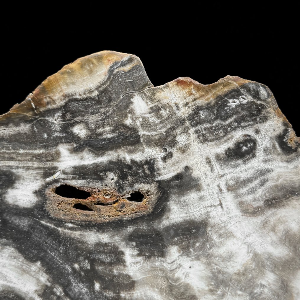 令人惊叹的化石木片，放置在定制底座上。 - 化石木材  (沒有保留價) #4.3