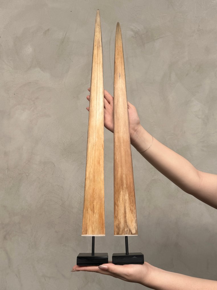 无底价 - 令人惊叹的剑鱼獠牙对,安装在定制底座上 支架上的吻突 - Xiphias Gladius - 72 cm - 7 cm - 7 cm- 非《濒危物种公约》物种 - (2) #1.0