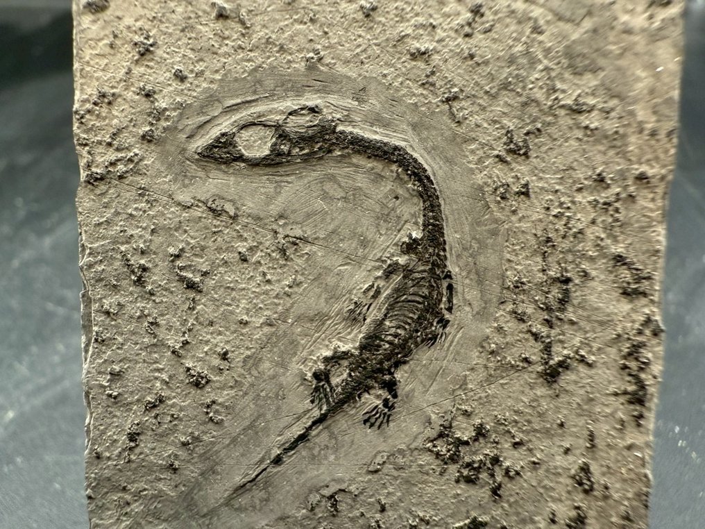 Fossil matrix - Keichousaurus sp. - 4.5 cm - 4 cm  (Ingen mindstepris) #1.0