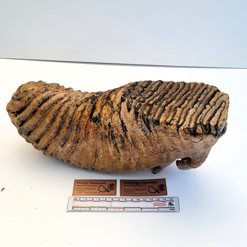 5,3 kg απολιθωμένο τέρας Wolharige Mammoetkies - Απολιθωμένο γομφίο - Mammuthus primigenius - 32 cm - 16 cm #1.0