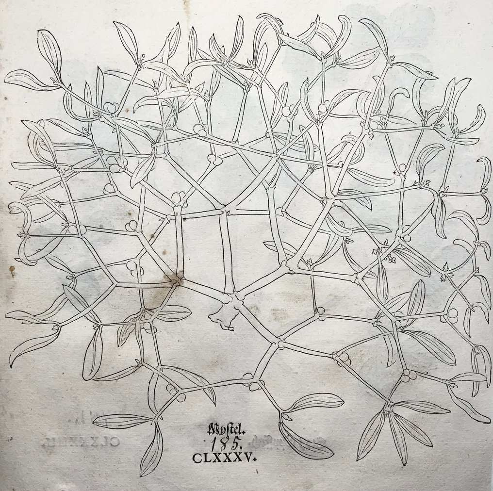 Leonhard Fuchs - Large folio with 2 large woodcuts, Lovage, Mistletoe - 1543 #4.3