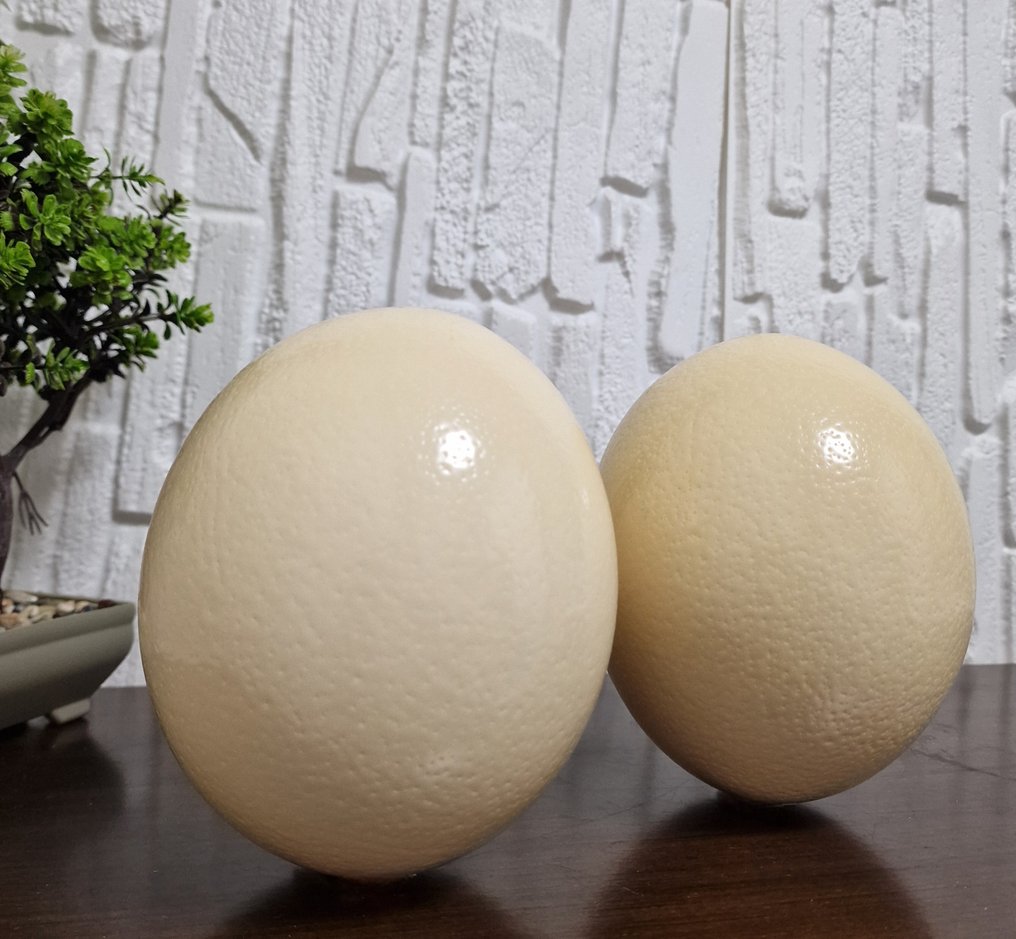 Στρουθοκάμηλος Αυγό - Pair of Natural Polished Ostrich Egg Shells - 155 mm - 125 mm - 125 mm - (2) #2.1
