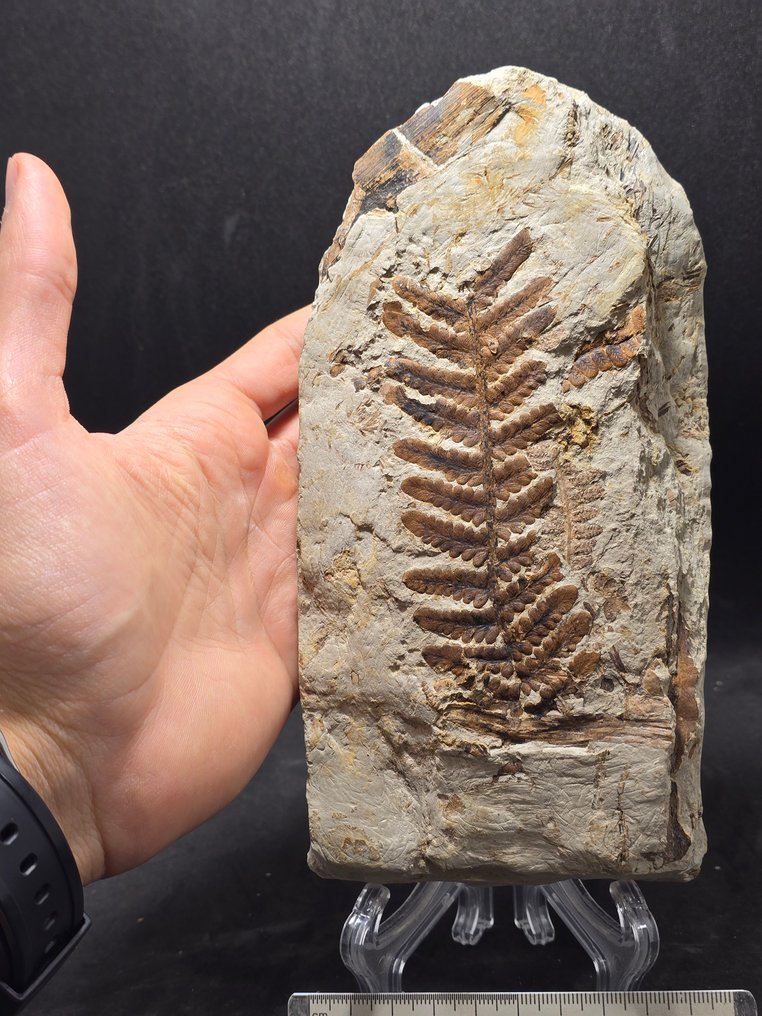 Samambaia - Matriz fóssil - Sphenopteris hadropylla  (Sem preço de reserva) #2.1