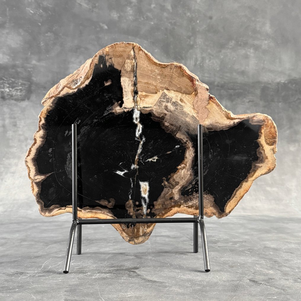 Häikäisevä kivettyneen puun viipale räätälöidyllä jalustalla. - Kivettynyt puu  (Ei pohjahintaa) #1.0