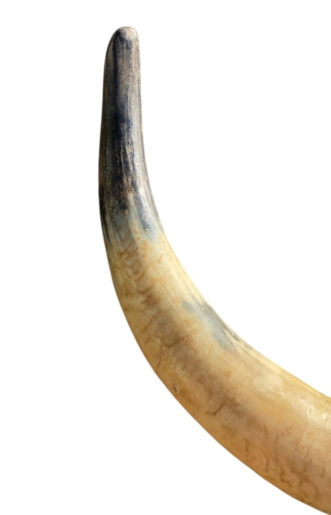 Toro de lidia español Cornamenta - Bos Taurus - 30 cm - 60 cm - 7 cm -  (1) #1.0