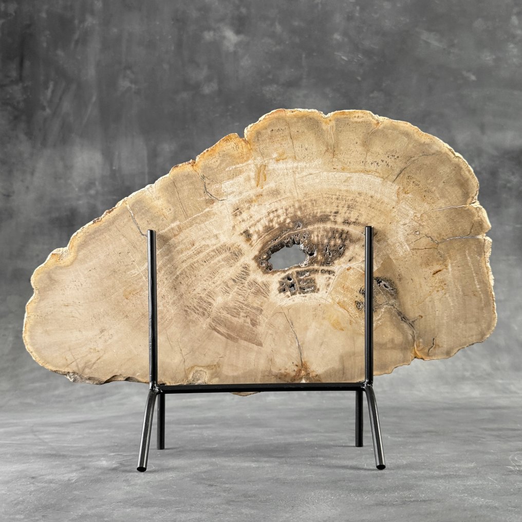 C - 令人惊叹的化石木片，放在定制底座上 - 化石木材  (沒有保留價) #1.0