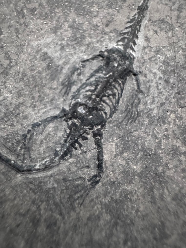 Reptilfossil: Keichousaurus – Trias - Tierfossil - Keichousaurus (Ohne mindestpreis) #4.3