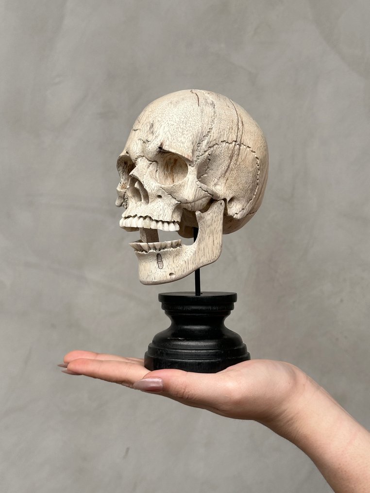 Udskæring, NO RESERVE PRICE - Stunning Wooden Human Skull With A Beautiful Grain - 20 cm - Træ - 2025 #1.0