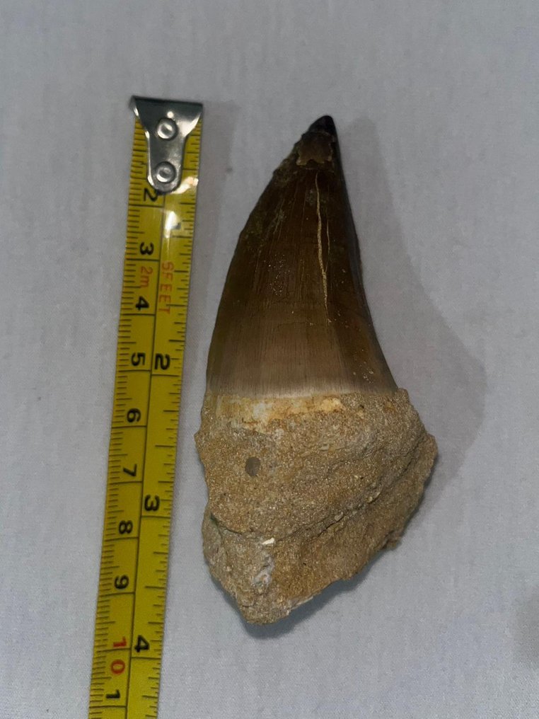 牙齒化石 - Eodiaphyodus Granulosus fish & Mosasaur - 9.5 cm  (沒有保留價) #3.2