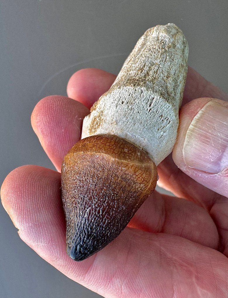 Dinosaurus - Fossiilinen hammas #4.3