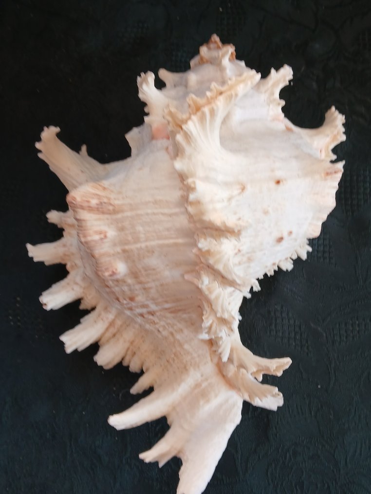 珊瑚 貝殼 - Murex Ramosus  (沒有保留價) #2.1