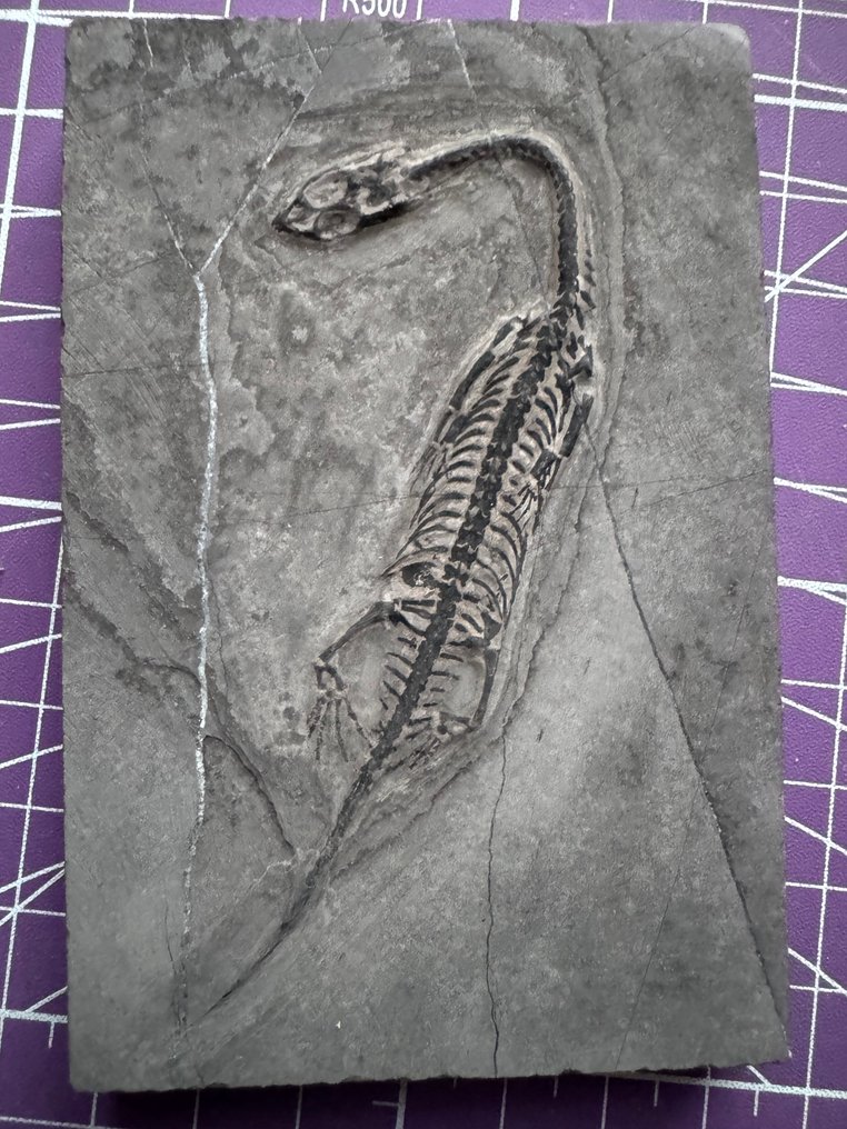 爬行动物化石：Keichousaurus - Trias - 动物化石 - Keichousaurus  (没有保留价) #1.0