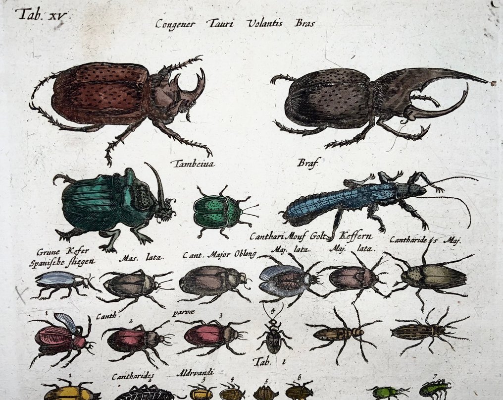 Matthäus Merian (1593-1650) - hand coloured engraving: Scarab Beetles, Bugs, Insects - 1657 #2.1