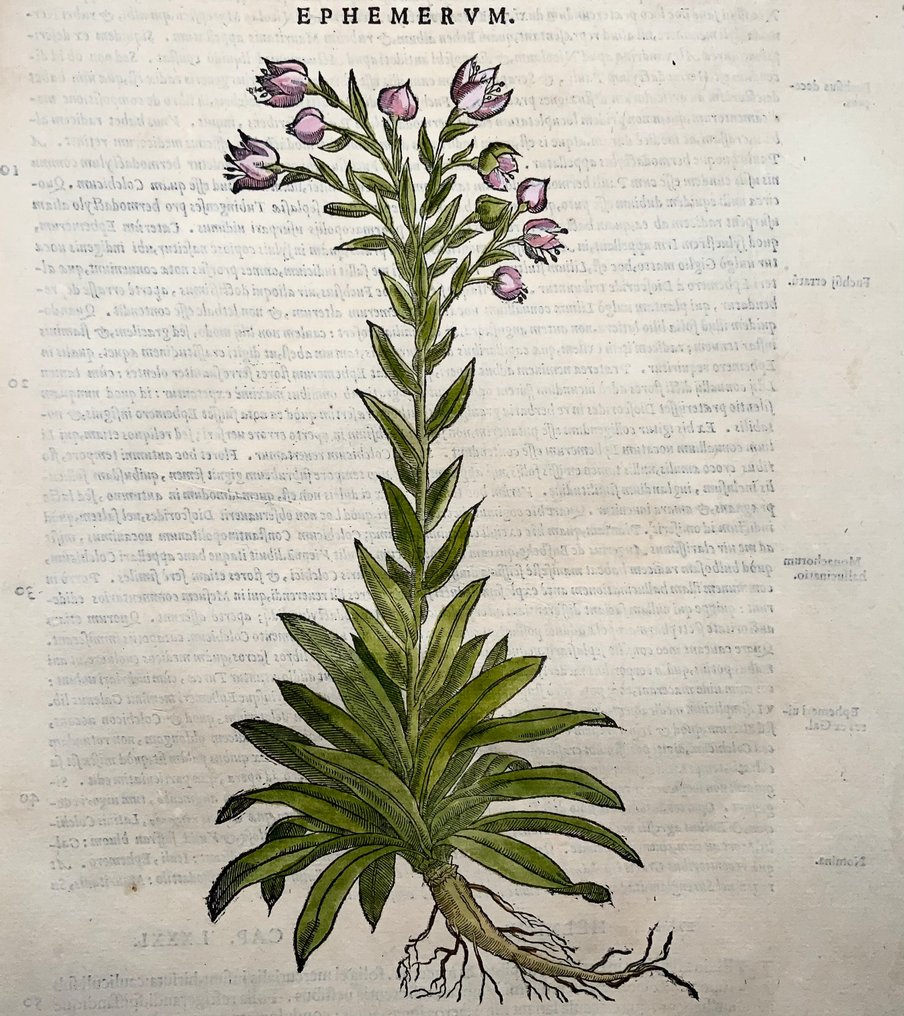 Giorgio Liberale; W. Meyerpeck - Folio, large woodcut, Botany: Loosestrife [Lysimachia ephemerum] - 1565 #1.0