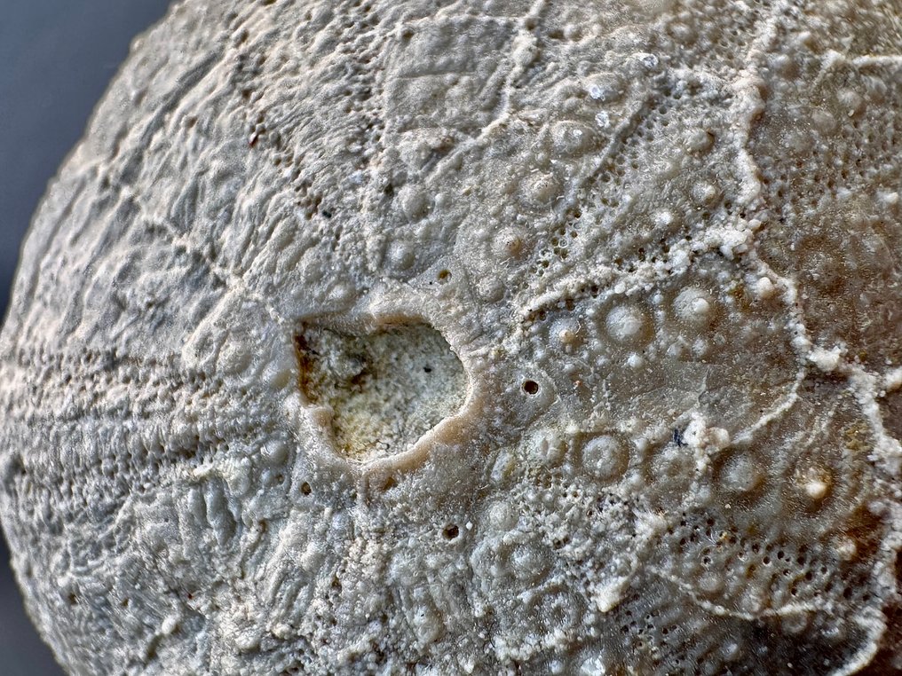 Αχινός - Απολιθωμένα τμήματα - Tetragramma M. - 30 mm - 50 mm (χωρίς τιμή ασφαλείας) #3.2