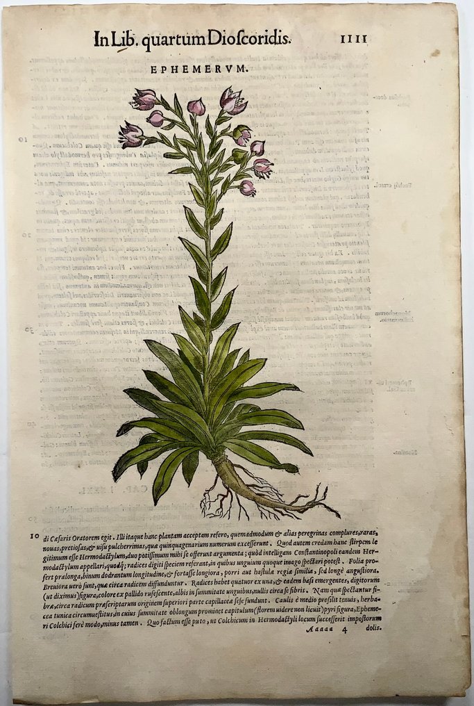 Giorgio Liberale; W. Meyerpeck - Folio, large woodcut, Botany: Loosestrife [Lysimachia ephemerum] - 1565 #2.1