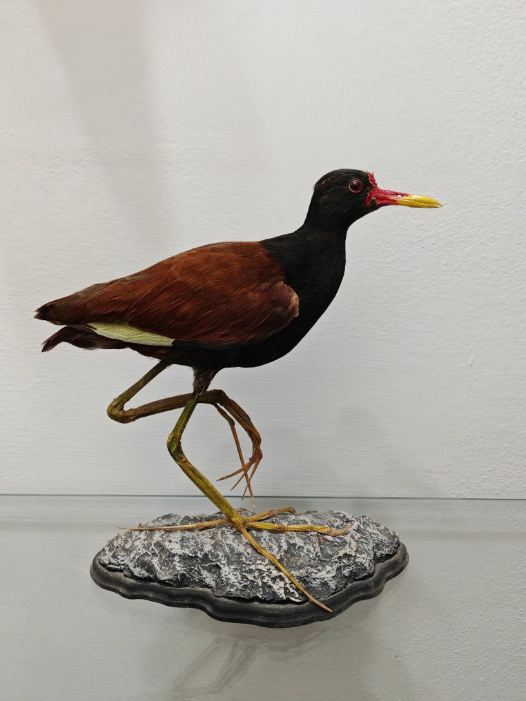 Wattled jacana Taksidermi fuld kropsmontering - Jacana jacana - 30 cm - 18 cm - 20 cm - 1 #1.0
