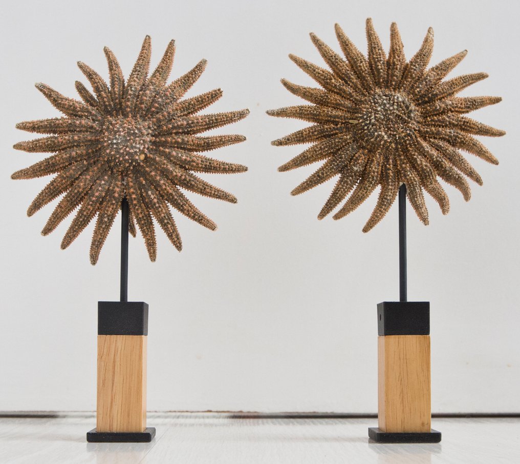 海星 標本全身支架 - Pycnopodia helianthoides - 23 cm - 13 cm - 0 cm - 非《瀕臨絕種野生動植物國際貿易公約》物種 #1.0